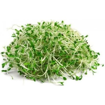 Biomiska Semínka BIO na klíčení Alfalfa 20 g – Zboží Dáma