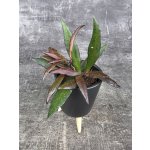 Hoya Red Maroon mini – Hledejceny.cz