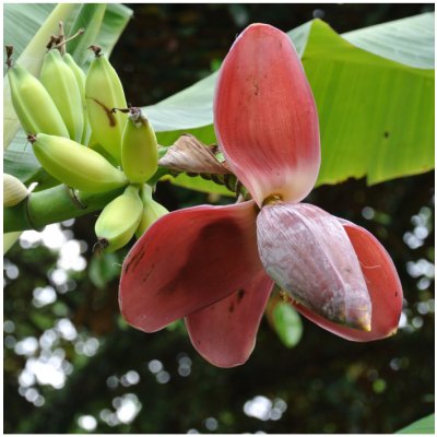 Banánovník Dwarf Cavendish Musa Acuminata prodej semen 5 ks