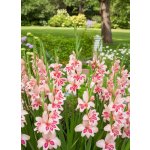 Mečík nanus 'Impressive' 5 ks – Zboží Dáma