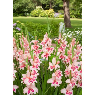 Mečík nanus 'Impressive' 5 ks – Zboží Dáma