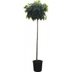 Katalpa trubačovitá FloraSelf Catalpa bignonoides 'Nana' 160-170 cm květináč 18 l – Hledejceny.cz