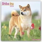 Shiba Inu Square Dog Breed Wall 16 Month 2024 – Hledejceny.cz