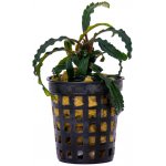 Bucephalandra Red Dagger – Zboží Dáma