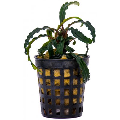 Bucephalandra Red Dagger – Zboží Dáma