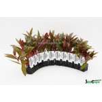 Alternanthera rosaefolia - Plevuňka růžolistá – Zboží Dáma Alternanthera rosaefolia - Plevuňka růžolistá – Zboží Dáma