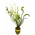 Echinodorus vesuvius – Zboží Dáma