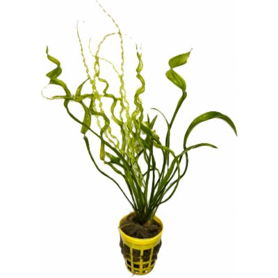 Echinodorus vesuvius – Zboží Dáma