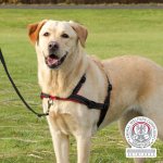 Trixie Lead'n'Walk Soft tréninkový postroj – Hledejceny.cz