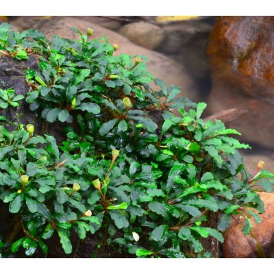 Bucephalandra sintang – Sleviste.cz