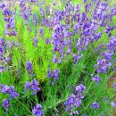 Levandule lékařská - Lavandula angustifolia - semena Levandule- 130 ks