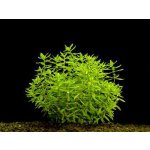 Didiplis diandra - Kalužník dvojmužný – Zboží Dáma