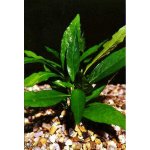 Justicia schimperi - Právenka Schimperova – Zbozi.Blesk.cz