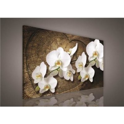 obraz na plátně bílá orchidej 417o1, 75 x 100 cm, impol trade – Heureka.cz