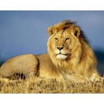 Norimpex Diamantový obrázek malování Lví majestát 30 x 40 cm – Hledejceny.cz