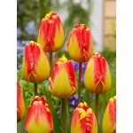 Tulipán 'Banjaluka' 5 ks Velikost hlíz: 10/11 – Zboží Dáma