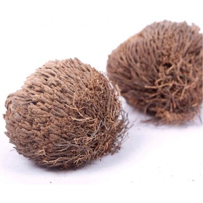 Růže z jericha – Hledejceny.cz