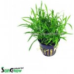 Lilaeopsis novea zelandia - Liliovníček novozélandský – Zboží Dáma