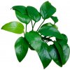 Akvarijní rostlina I--Z Anubias nana - Anubis zakrslý