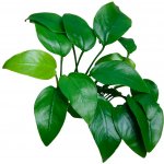 Anubias nana - Anubis zakrslý – Hledejceny.cz