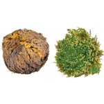 Růže z Jericha – Zboží Dáma