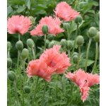 Mák setý Rose Feathers - Papaver somniferum - semena - 200 ks – Sleviste.cz