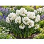 Narcis 'Erlicheer' 5 ks – Hledejceny.cz