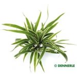 Chlorophytum bichetii - Zelenec bichetův – Zboží Dáma