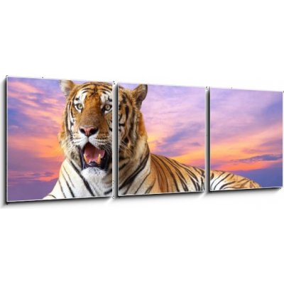 Obraz 3D třídílný - 150 x 50 cm - Tiger looking something on the rock with beautiful sky at sunset Tygr hledá něco na skále s krásnou oblohou při západu slunce – Zbozi.Blesk.cz