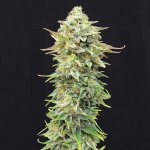 Kannabia Seeds Pineapple Dream semena neobsahují THC 1 + 1 ks Amnesi-K Lemon – Sleviste.cz