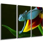 Obraz 3D třídílný - 105 x 70 cm - cham leon chameleon lizard cizokrajná věc – Zboží Mobilmania