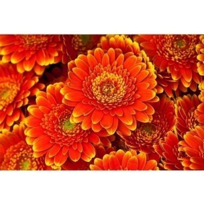 Dimex MA-5-0131 Samolepicí vliesová fototapeta na zeď Gerbera rozměry 375 x 250 cm – Hledejceny.cz