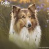 Kalendář Collie, 30,5 x 30,5 (30,5 x 61) cm 2025