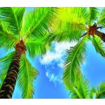 Závěsy foto Palmy 180x160cm FCS XL 4802 – Hledejceny.cz