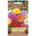Semínka MoravoSeed Šrucha velkokvětá plnokvětá směs 03098 – Sleviste.cz