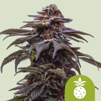 Royal Queen Seeds Tropicana Cookies Purple Auto semena neobsahují THC 1 ks – Sleviste.cz