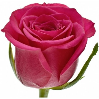 Růžová růže FUCHSIANA 50cm (M) – Sleviste.cz