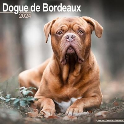 Dogue De Bordeaux Square Dog Breed Wall 16 Month 2024