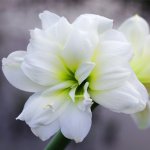 Hvězdník plnokvětý Jewel - Hippeastrum - cibule hvězdníku - 1 ks – Zboží Dáma