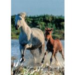 Pohlednice Koně 102 – Zboží Dáma