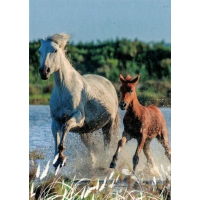 Pohlednice Koně 102 – Zboží Dáma