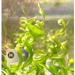 Echinodorus vesuvius – Zboží Dáma