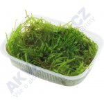 Taxiphyllum sp. Spiky Moss – Zbozi.Blesk.cz