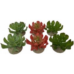 Europet Bernina Terra Della Echeveria 1 8,5x8x5,8 cm