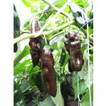 Machu Picchu – Zboží Dáma