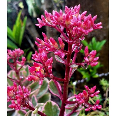 Rozchodník pochybný Voodoo - Sedum spurium - semena rozchodníku - 50 ks – Hledejceny.cz