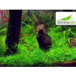 Eleocharis pusilla – Zboží Dáma