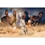 Plakát, Obraz - Koně - Five horses, (91,5 x 61 cm) – Hledejceny.cz