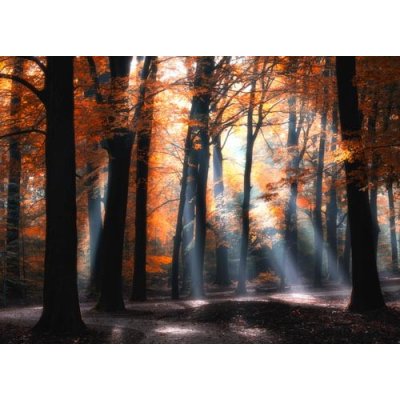 Pohlednice Dny oranžových paprsků – Zboží Dáma