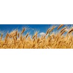 DIMEX KI180-011 Samolepící fototapeta do kuchyně Wheat Field rozměry 180 x 60 cm – Hledejceny.cz